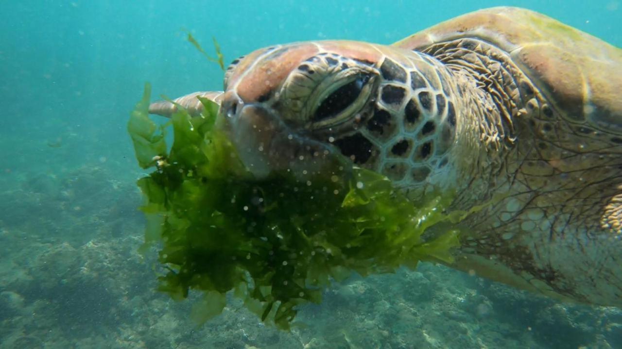 Turtle Beach House Batigama Eksteriør bilde