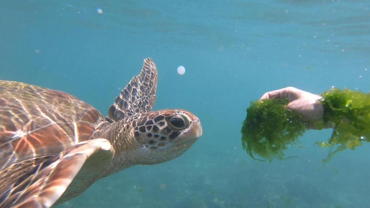 Turtle Beach House Batigama Eksteriør bilde